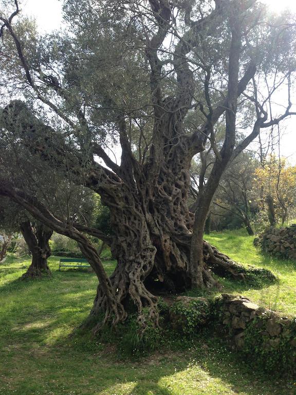 Villa Old Olive 부드바 외부 사진